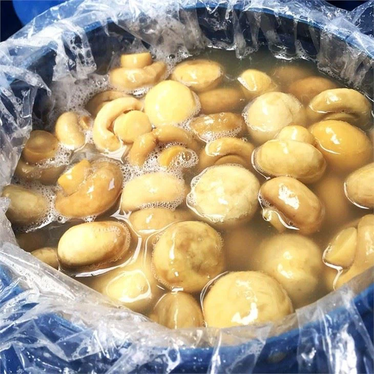 Champignon Mushroom In Plastic Drum (2)